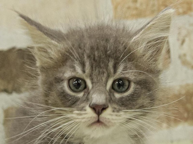 静岡県のハーフ猫 (ペッツワン沼津店/2024年1月6日生まれ/女の子/ブルータビーホワイト)の子猫